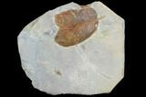 Detailed Fossil Leaf (Unidentified) - Montana #99428-1
